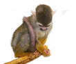 The monkey sits on a branch