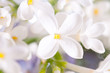 lilac flower lilac flower
