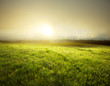 Fog in meadow