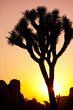 Joshua tree