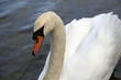 Mute Swan