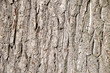 Tree bark