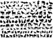 Sammlung Tiere Sammlung Tiere