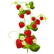 Vector: Ripe red strawberry isolated on white background Ripe red strawberry isolated on white background