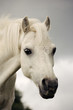Poney Welsh