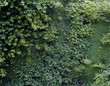 Mur végétal 01