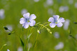 Deux fleurs de lin Deux fleurs de lin