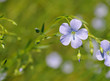 Fleur de lin dans un champ
