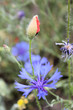 Kornblume