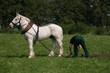 Rückepferd