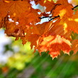 Herbstlaub