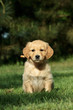 Puppy sitting in garden
