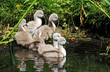 young swans