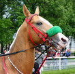 Akhal-teke horse.