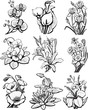 Set of sketches of flowers (hibiscus ,narcissus, orchid, poppy)