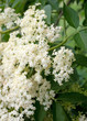 Holunder - Sambucus