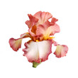 Burgundy and white iris flower isolation