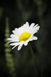 Single wild daisy washed out
