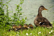 Enten am Teich