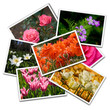 Flower postcards