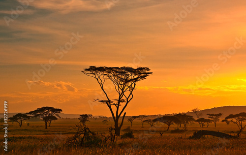 Photo: African sunset in the Serengeti National Park, Tanzania African sunset in the Serengeti National Park, Tanzania