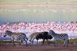 Zebras and a wildebeest in the Ngorongoro Crater, Tanzania