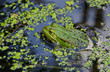 Foto: Laubfrosch im See Laubfrosch im See
