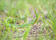 Smooth Green Snake Hunting in Grass