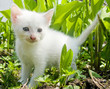 white fluffy kitten