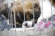 Puppies in a cage
