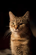 european cat