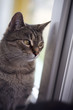 european young cat
