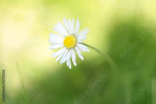 Photo: stokrotka stokrotka