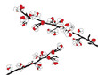 Cherry blossom