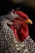 Huhn