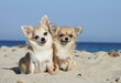 deux chihuahuas complices sur la plage