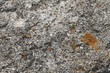 Limestone rock partly coated of lichens