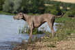 Braque de Weimar,weimaraner,braco de weimar