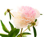 Peony