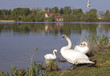 Swans