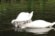 swan family