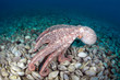 Photo: Giant octopus Dofleini in bivalve mollusks graveyard Giant octopus Dofleini in bivalve mollusks graveyard