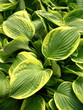 Hosta leaves