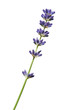 Brin de lavande pas encore en fleur