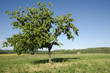 Lone Windblown Tree Standing