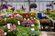 Foto: selling flowers in the greenhouse selling flowers in the greenhouse