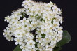 Pyracantha Firethorn