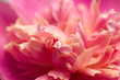 Peony Macro Peony Macro
