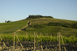 Viticoltura nel Chianti