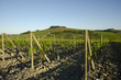 Vigneto nel Chianti
